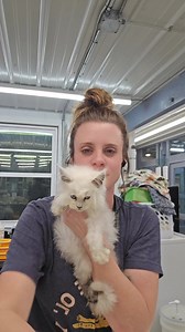 Action Farms Maine Coons on Reels