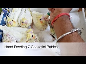 Hand Feeding 7 Cockatiel Babies | cockatiel bird baby hand feeding | how to feed a baby parakeet