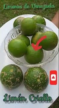 Limónes de Venezuela (Limón Injerto) ( Limón Criollo)