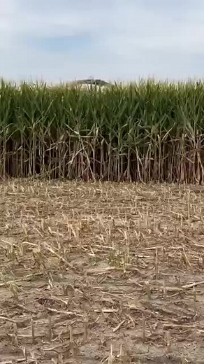 🌿 Revolutionize your farm with Circle International's extensive range of Dairy and Agriculture Machinery! 🚜🥛 From Milking Machines to Precision Planters, we've got everything you need for a successful harvest. 🌾💡 Explore our cutting-edge technologies like TMR Feed Mixers and Solar Tubewells for sustainable farming solutions. 🌞🌱 Whether it's optimizing milk production or enhancing crop yields, trust Circle International to take your farm to new heights! 🌟👩‍🌾 #CircleInternational #DairyA