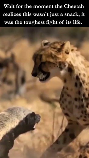 When A Cheetah Messes With The Wrong Honey Badger #wildlife #shorts #animals
