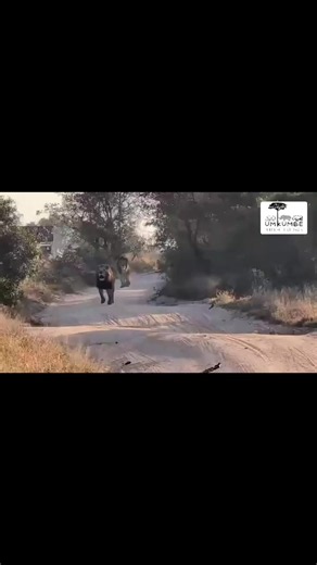 Lion patrol chases young male n'waswitshaka by river