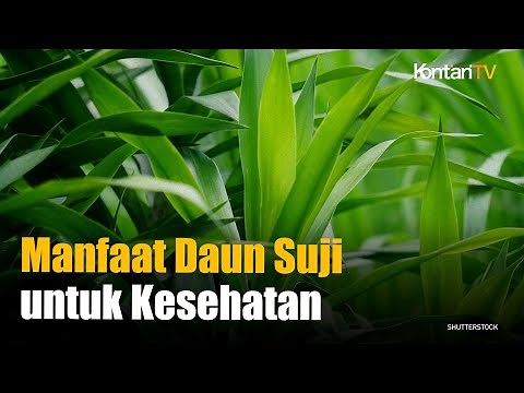 Bikin Tekanan Darah Tinggi Keok, Ini 9 Manfaat Daun Suji untuk Kesehatan