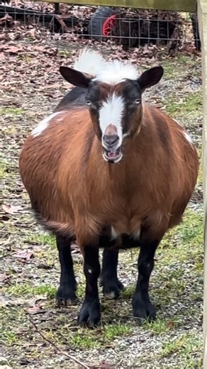 Remember Coco🤍 she was just a day from delivering her beautiful quads! #countryoakacres #lovewhatyoudodowhatyoulove #photooftheday #family #goatkids #baby #viral #fyp #goatlovers #goatbabies #babygoat #love #babygoatsarethecutest #babygoatlove #babyanimals #babyanimalstagram #nigeriandwarfs #brothersister #viralreels #viralvideos #viralvideo | Country Oak Acres