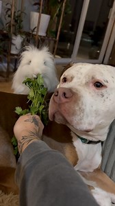 1.6K views · 25 reactions | Shae  stays eating in Mausi’s  ear #clutchkennels #americanbullyxl #dogsofinstagram #mausiandkronk #rabbitsworldwide | Brianna Rechichar | Facebook