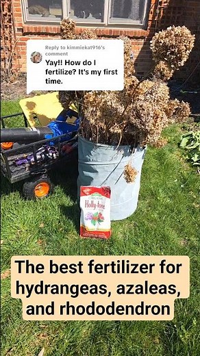 The best fertilizer for hydrangeas, azaleas, and rhododendron