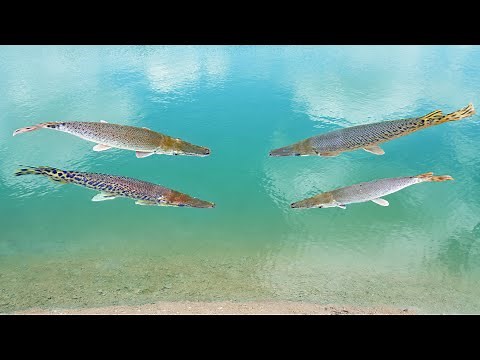 Putting My Baby Pet Alligator Gar in Their New Pond!