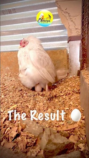 "Country Chicken Laying Egg LIVE at My Farm 🥚🐔 | Real Desi Hen Egg Laying Moment!"