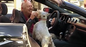 1M views · 3.9K shares | Old one, but I love it ❤️. Wait for the end please  #Mustangownersclub #MustangKlaus #Mustang #FordPerformance #Ford #S550 #coyote #GermanInfluencer #Influencer | MUSTANG OWNERS CLUB | Facebook