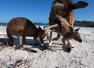 We all have that one friend who likes to drop in unannounced 🦘️ Video: IG/colster6000 in Western Australia | Australia.com