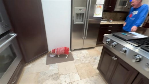 5.7K views · 1K reactions | Good Monday Morning 12/2/24!! OMD!! A back to work Monday!! I am hoping MY Mom finishes up her sewing in the next two days as MY lovin’ and massages are a bit lacking!! She keeps telling ME - it’s coming along!! MY human sister owes ME BIG time for all MY sacrifices during this sewing marathon!!! Sophie loves her turkey bird food- we won’t tell her it’s leftovers!! Everyone have a GREAT Monday!! | Brewster | Facebook