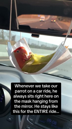 Living The Life: Parrot Hanging on a Car Mirror for the Entire Ride