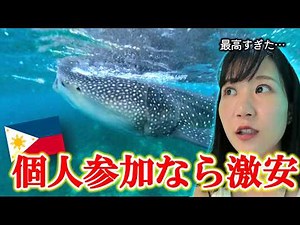 セブ島｜ツアー不要！巨大ジンベイザメと泳ぐ大興奮体験【個人手配解説あり】