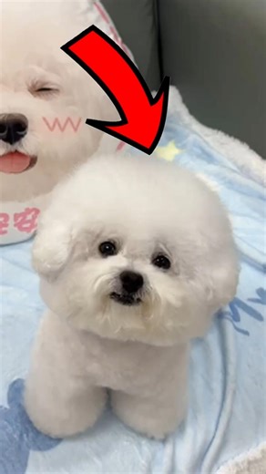 Puppy Grooming Hacks Every Dog Owner Must Know! | Pawfect #PuppyCare #DogGrooming #PetTips