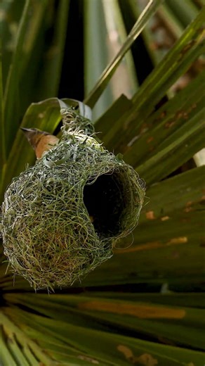 Weaver Bird Build Nest The Most Beautiful Bird Nest 0043#viralshort #birds #birdhome