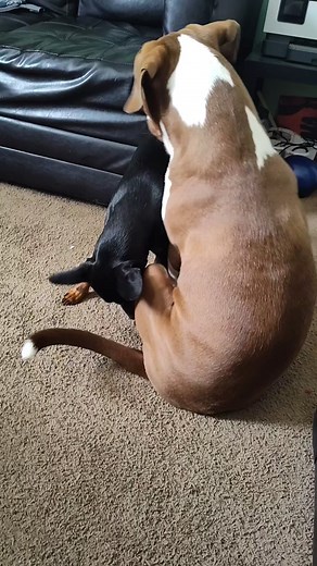 The leg shake 🪇 | Loca Hicks