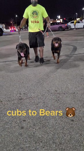 cubs turns to bears in a blink of an eye