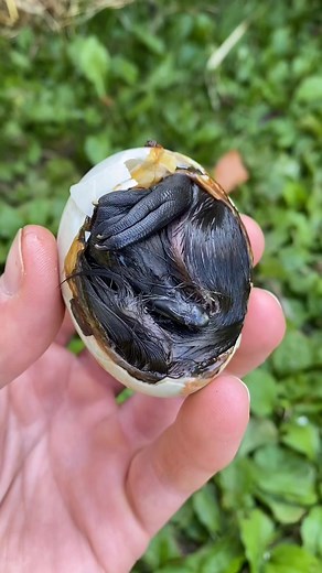 Duck Egg Autopsy: Exploring What Went Wrong