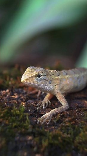 South American Lizard Hunting a Worm in the Tropical Rainforest 🦎 😱