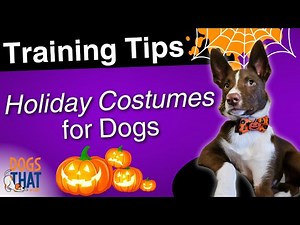 Training Tips to Make Halloween Costumes Fun for Dogs