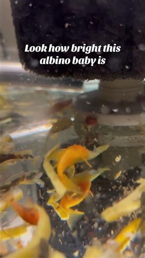 Baby albino pleco #fyp #fish #aquarium #fishtank #bristlenosepleco #pleco