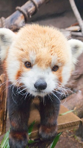 Where are our winter weather lovers at?! ❄️ Red pandas are more active and frisky during the colder months. To help stay nice and warm, they have a dense layer of soft undercoat topped with a layer of coarse hair that traps body heat! | Philadelphia Zoo