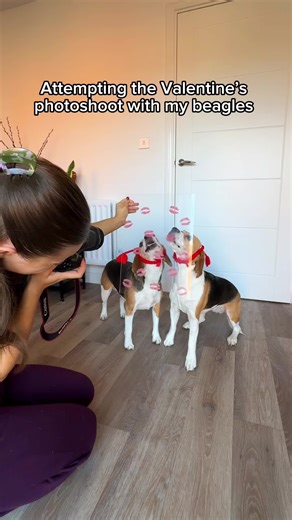 Celebrate Valentine’s Day with Your Funny Beagle!