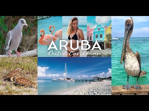 🌞🐚 🌴 Discover Aruba: Paradise of Wildlife, Culture & Caribbean Magic 🦩🌊
