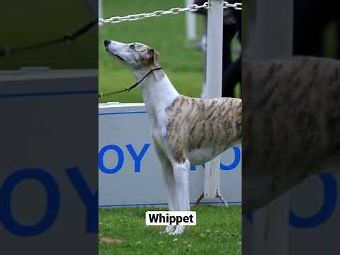 Whippet #shorts