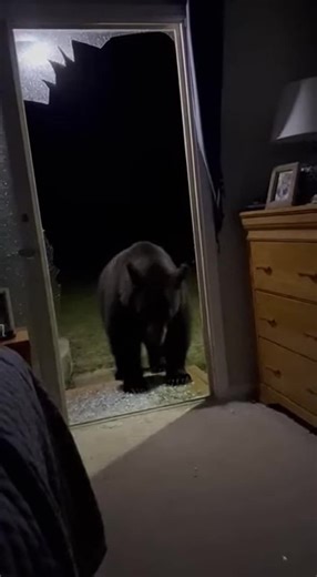 Woke up at 3 AM to our sliding glass door shattering and this black bear walking into our bedroom. I grabbed my phone and filmed from the bed while my wife called 911. He sniffed around for two minutes before leaving through the same door. Always lock your doors in bear country! #bear #homeinvasion #scary #wildlife #colorado #viral #fyp