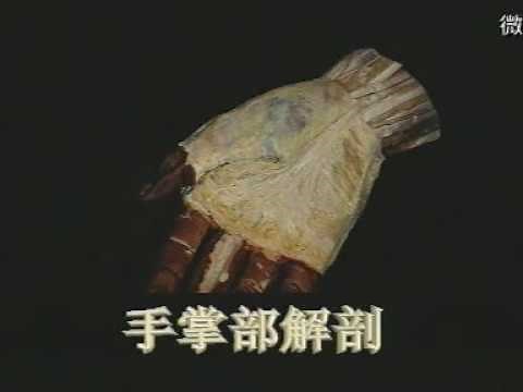 局部解剖学【手掌解剖】Regional Anatomy [Palmar Anatomy]
