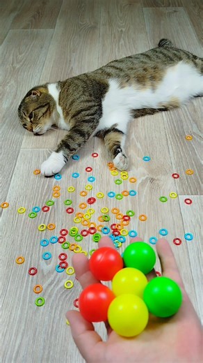 Cat Barsik Balls 🌈⭕ Reverse video #reverse #cat #marblerunandmore