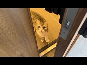 I got home late and my lonely cat was sitting at the entrance like this...