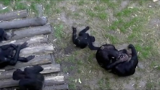 Los simios disfrutan de hacer bromas a sus pares como las personas, según estudio