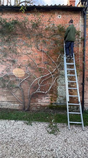 West Green House Gardens | Pruning season is well underway at West Green House. Our gardeners are carefully working through the roses, shrubs and climbers, making... | Instagram