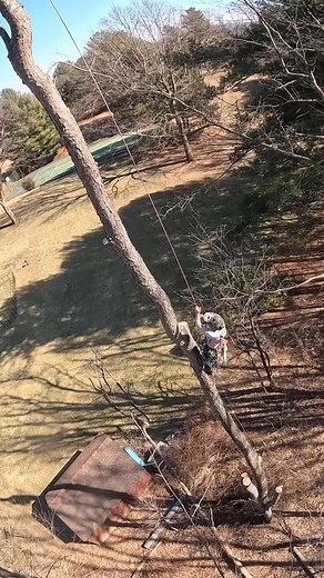 The after lunch ascent… gets me every time 😂✌️💚🌳Viking Tree Service, LLC Gap Arborist Supply Courant Vertical Living Reecoil Clogger Chainsaw Protection Rock Exotica #gaparboristsupply #offthehinge #gotitatgap #arborist #arboristofinstagram #arb #climb #climber #climbing #tree #treework #treeremoval #treeclimber #treeclimbing #outdoors #outdoorliving #rope #ropeaccess #work #bluecollar #reels #reelsinstagram #logger #logger1988 | Patrick Fitch