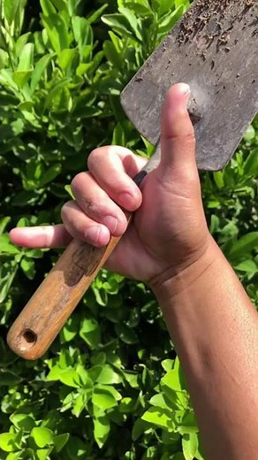 15 feet TALL CALAMANSI TREE growing in Las Vegas | Grow it Angel