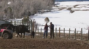 'A very highly emotionally charged issue': How wolves have divided Colorado