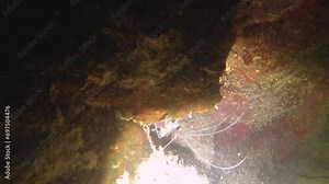 night diving close up view to a banded coral shrimp crawling inside of gap of coral reef wall in low visibility sandy bottom with rocks coral fishes dirt mud in Avana passage