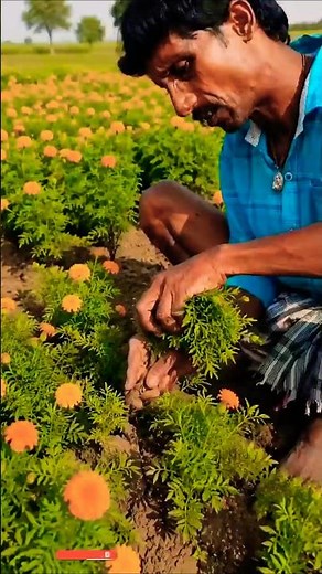 One Plant, Hundreds More! ll TOT FACTS