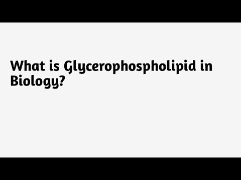 What is Glycerophospholipid in Biology ?
