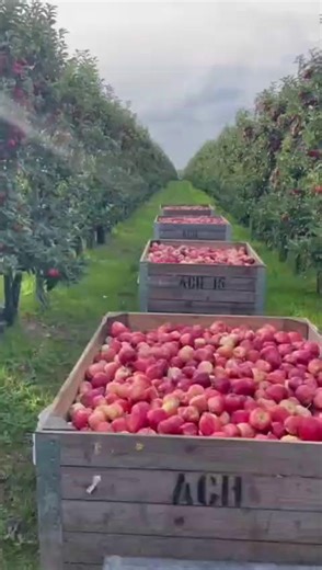 21K views · 442 reactions | Harvest 2025 - How it's going so far! #Harvest25 #BritishApples #OrchardWatch #HarvestTime | Great British Apples | Facebook