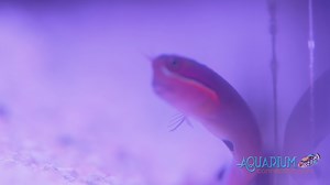 2.7K views · 38 reactions | Did you know about the incredible...