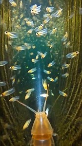 Underwater POV: Exploring the Secret World of Aquatic Insects! 🌊🐜 #insectlife #wildlife #macroworld