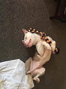 2.1K views · 236 reactions | National Pit Bull Awareness Month This...