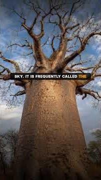 Imbondeiro Tree (Angola): The Giant That Feeds and Heals the Village