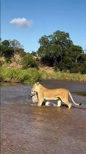 Mother’s Duty: Kambula Lioness Carries Warthog Kill for Her Cubs 🦁❤️