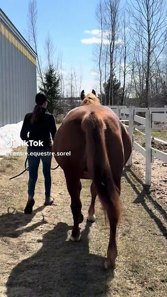 She’s not fat, she’s foal-on-the-way fabulous — baby incoming! 🍑 #pregnant #mare #foal #mama #barn #baby #horse #foryoupage #fyp