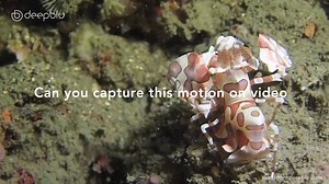 34 reactions | The ocean: so serene and yet so furious with perpetual motion. Why not capture all this zipping, bobbing, swinging and rocking on camera and submit your creation to the Motion of the Ocean Video Contest? Every week, the best video will receive a COSMIQ+ Dive Computer! Supporters will also receive viewers' award!! More details: https://www.deepblu.com/events/2017APR_VideoContest/ | Deepblu | Facebook