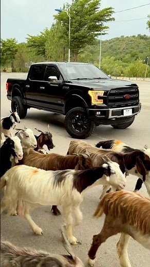 Ford F-150 Platinum 2016. The Real American Truck
